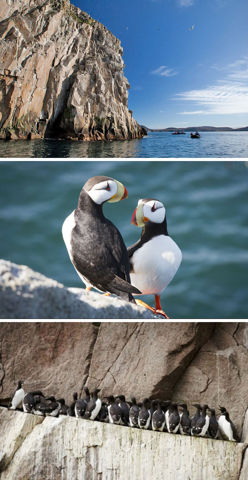 科柳欽島/海雀/鳥類懸崖