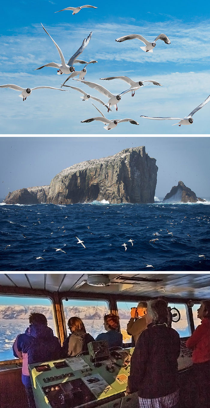 烏黑海鷗/亞南極群島/Heritage Adventurer探險家號