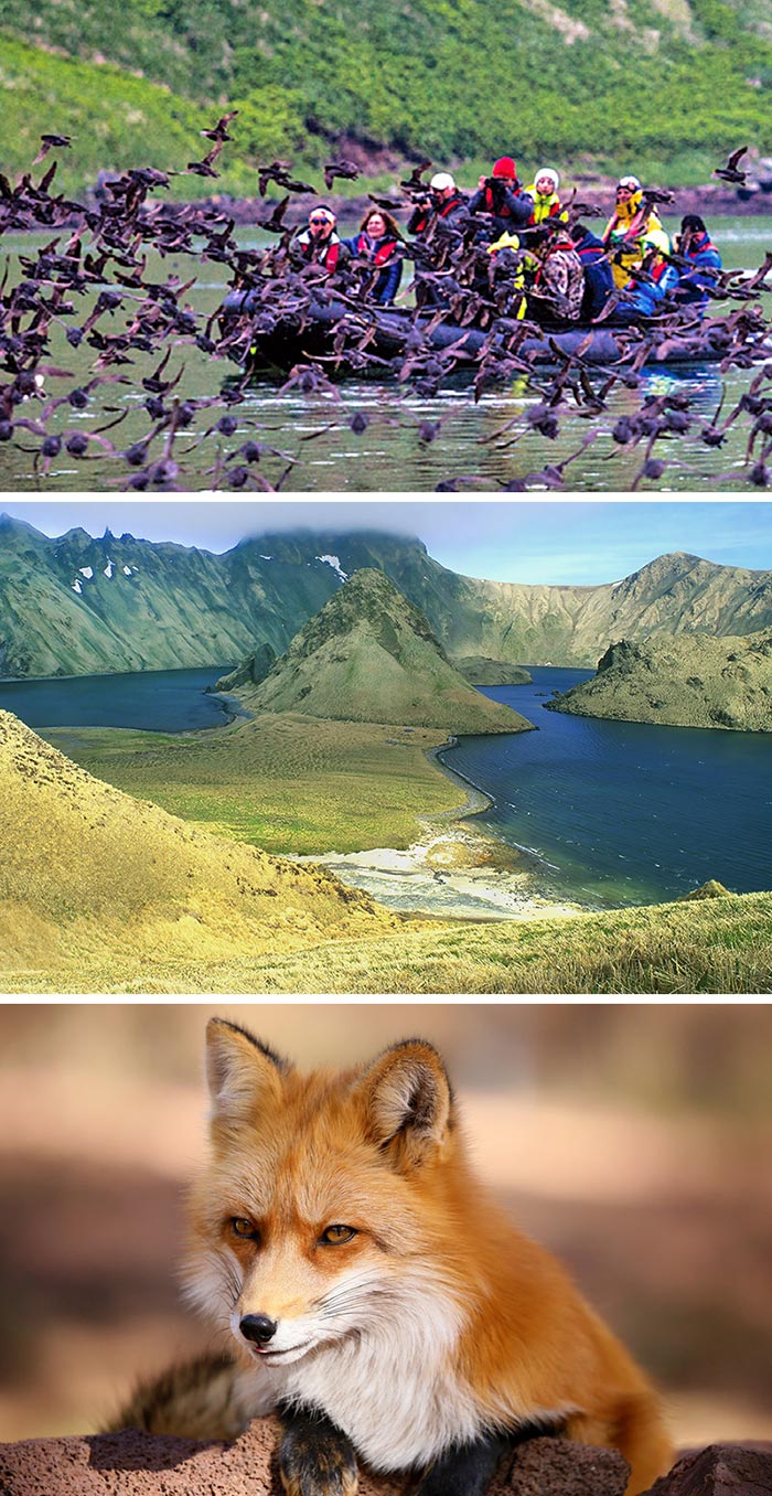 西穆希爾島/揚基查島/北極狐